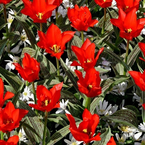 Tulip Bulbs - Red Riding Hood